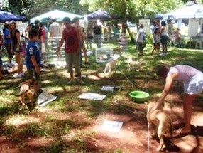 Em apenas três horas de feira, 30 bichinhos de estimação da ONG Anjos dos Animais foram adotados no centro de Maringá